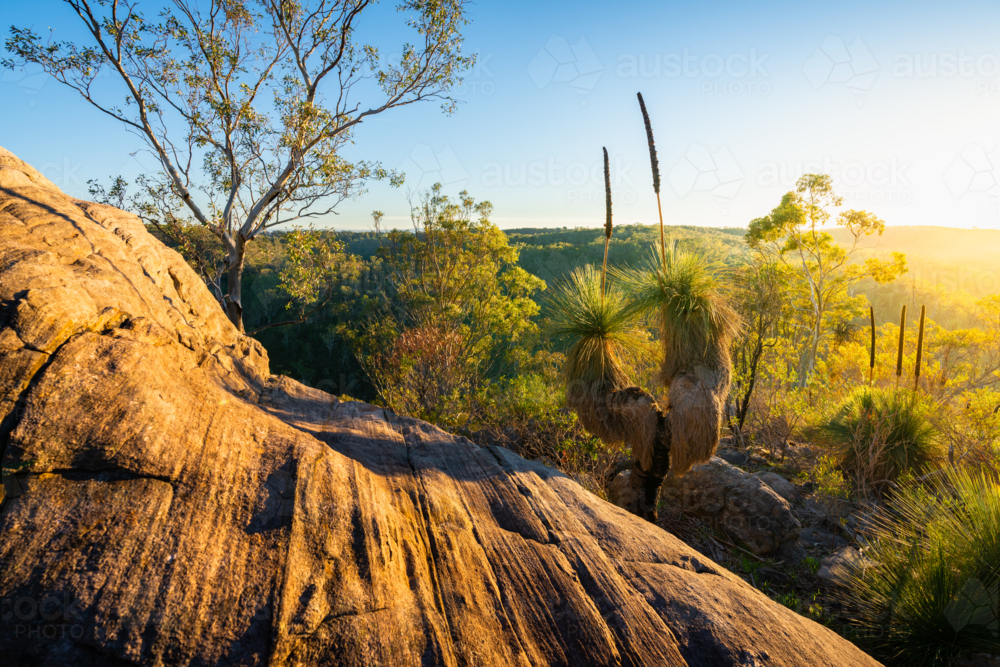 Adelaide Hills Landscape with xanthorrhoea tree - Australian Stock Image