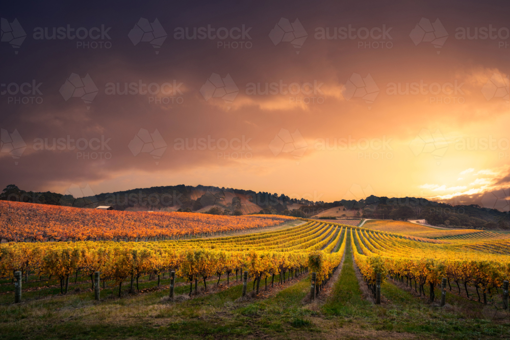 Adelaide Hills Vineyard - Australian Stock Image