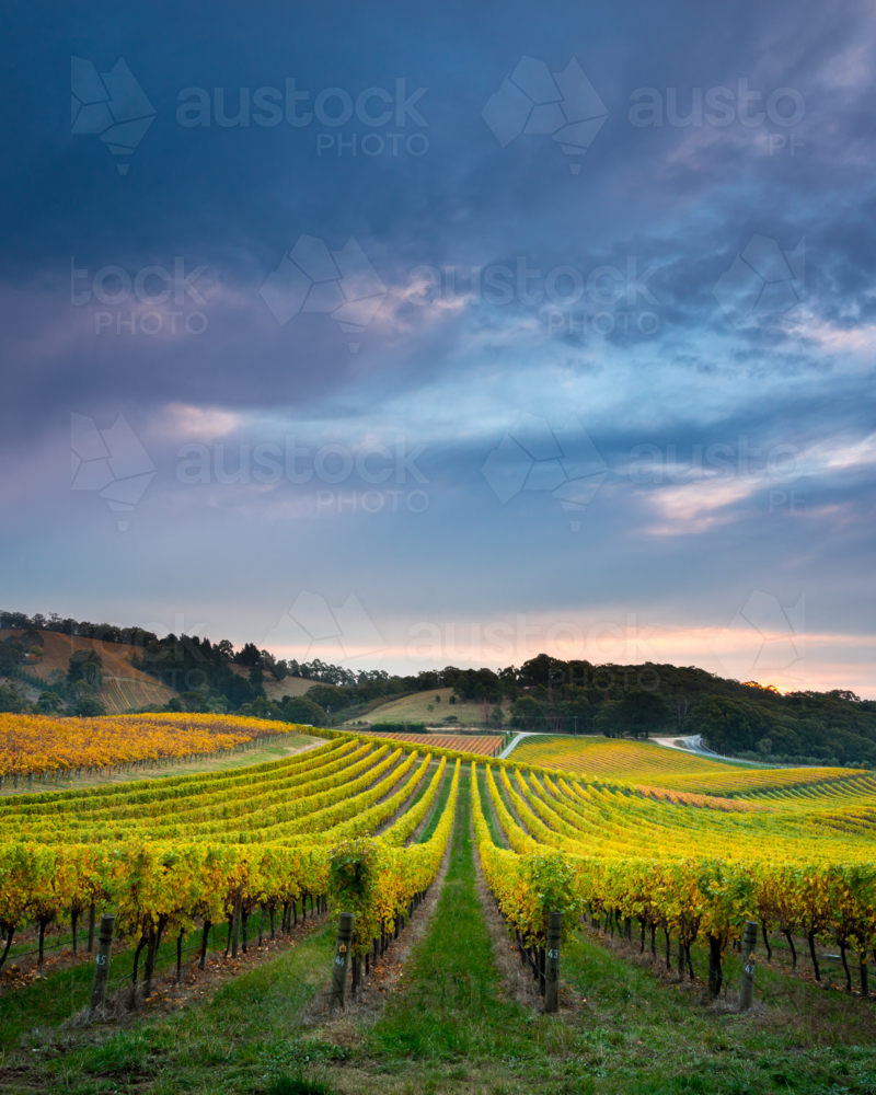 Adelaide Hills Vineyard - Australian Stock Image