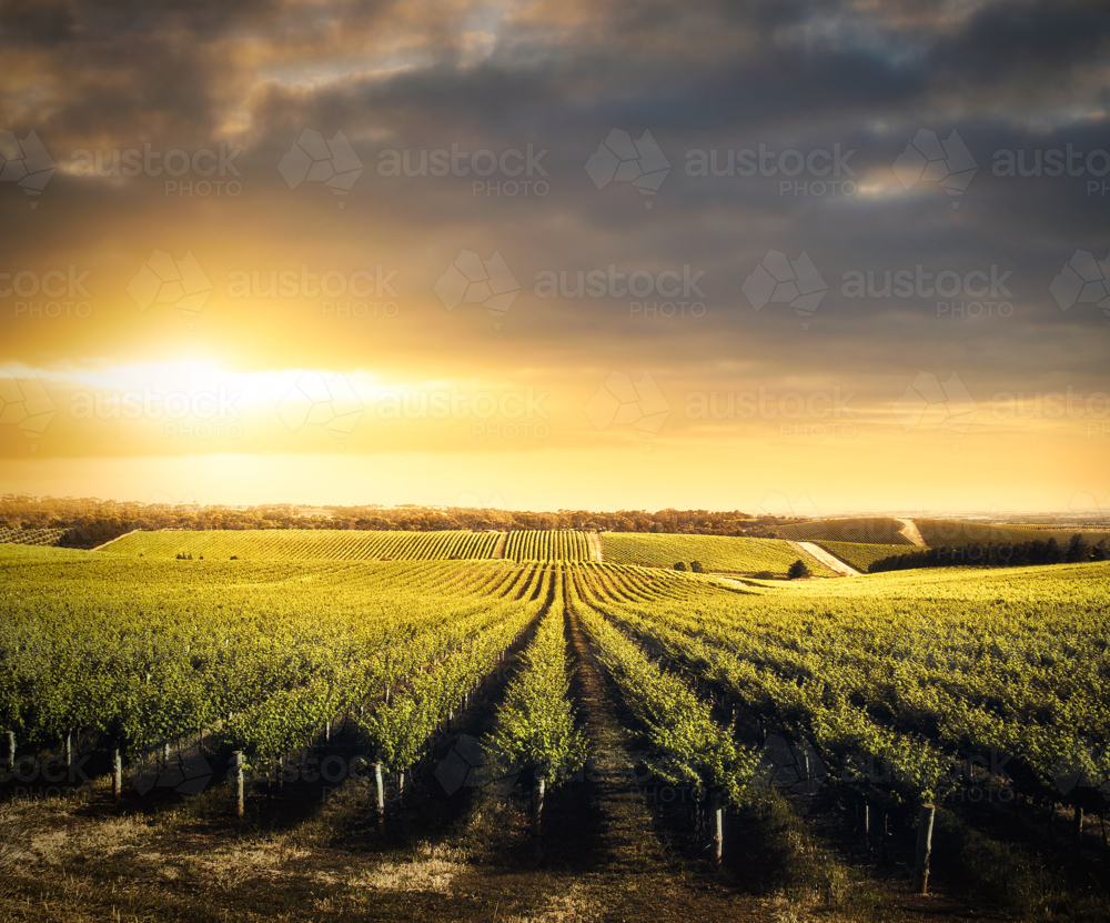 Adelaide Hills Vineyard - Australian Stock Image