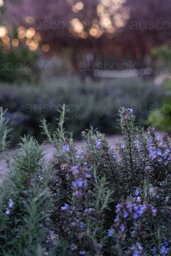 Adelaide Parklands Flora - Australian Stock Image