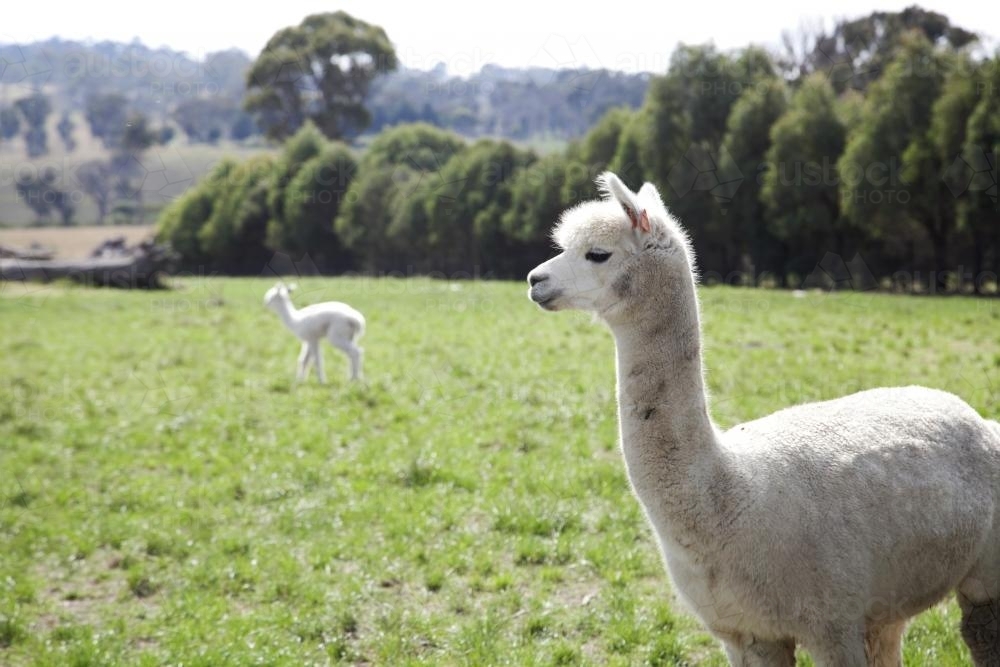 Adult alpaca on a rural property with a baby in the background - Australian Stock Image