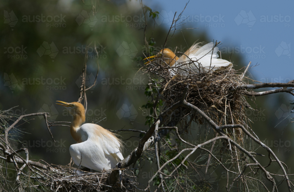 Adult and juvenile cattle egrets, nesting - Australian Stock Image