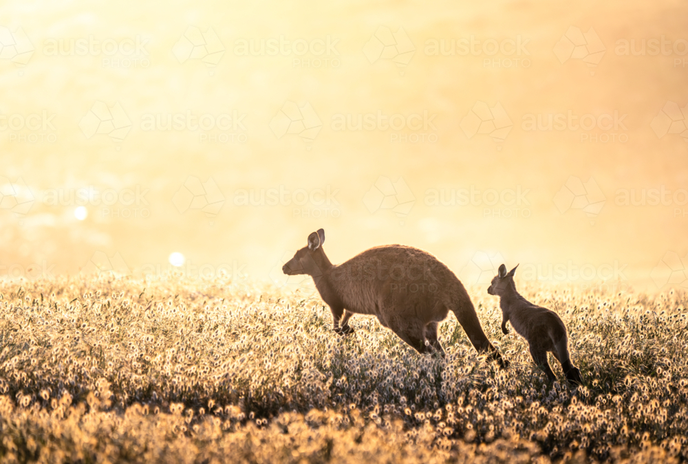 Adult and juvenile kangaroos in golden field at sunset - Australian Stock Image