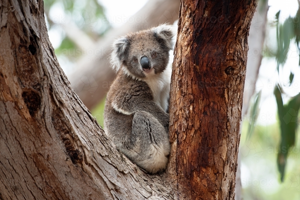 Adult curious koala in gum tree fork - Australian Stock Image