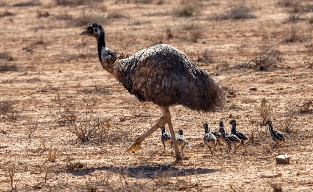 Adult emu with chicks in arid environment - Australian Stock Image