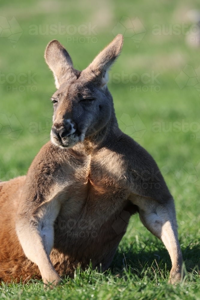 Adult Male Red Kangaroo - Australian Stock Image