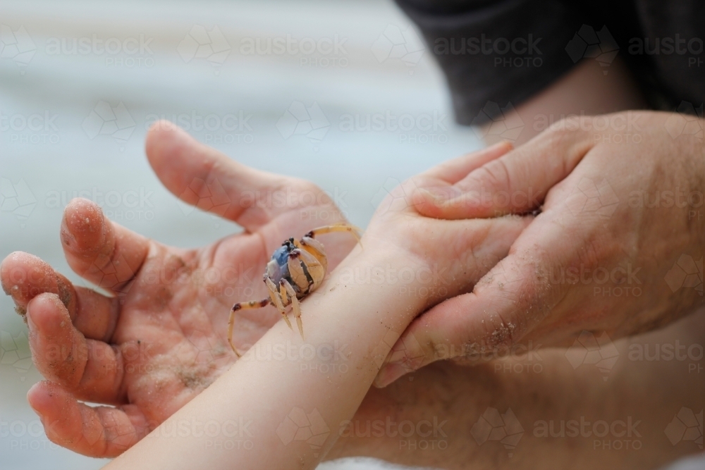 Adult putting a crab on an child's arm - Australian Stock Image