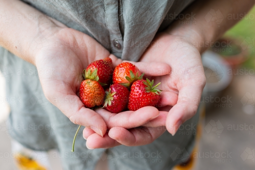 adult woman hands holding home grown strawberry fruit picked from garden - Australian Stock Image
