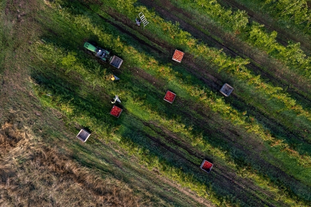 Aerial drone photo of an apple orchard heavy in fruit with workers picking the apples - Australian Stock Image