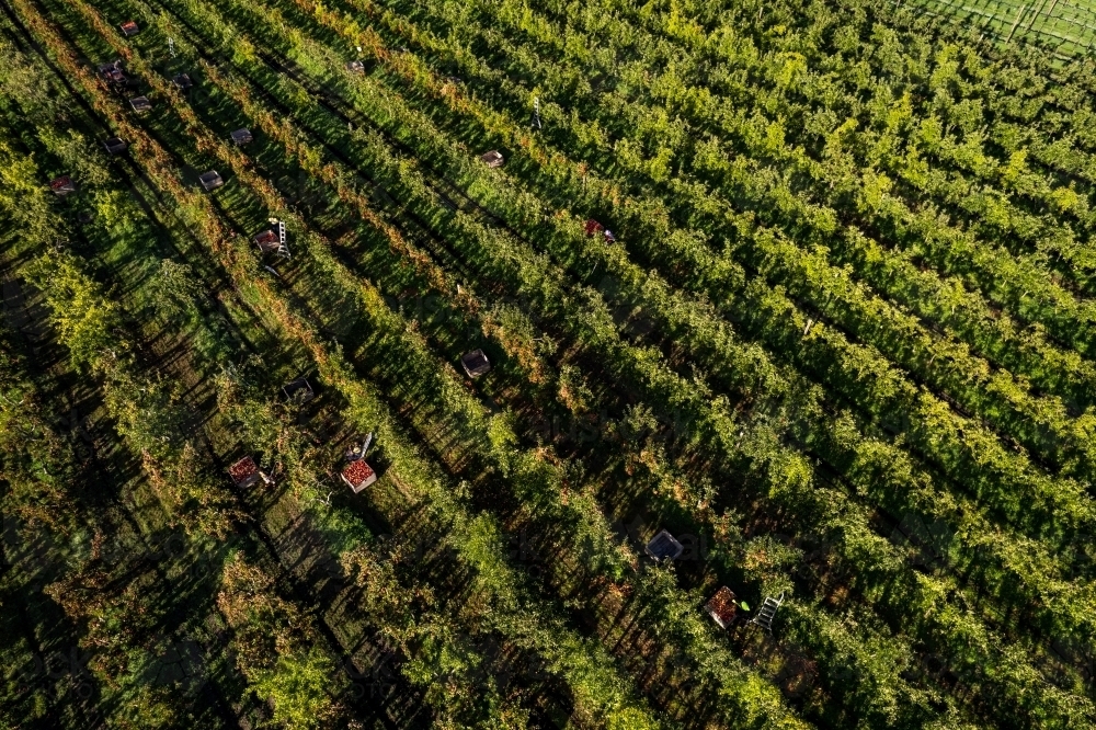 Aerial drone photo of an apple orchard heavy in fruit with workers picking the apples - Australian Stock Image