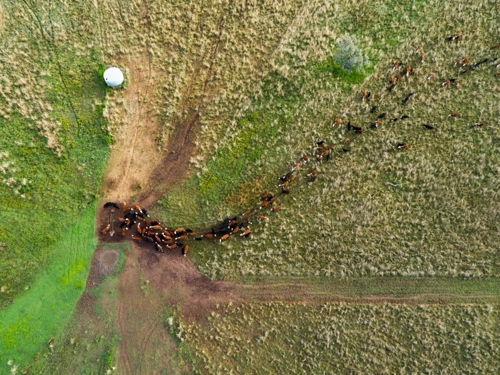 Aerial drone view of cattle herd on farm coming into drink at water trough in paddock - Australian Stock Image