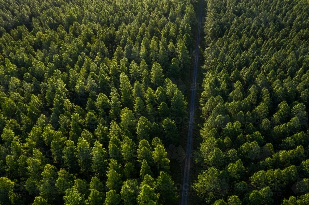Aerial image of a pine tree plantation forest - Australian Stock Image