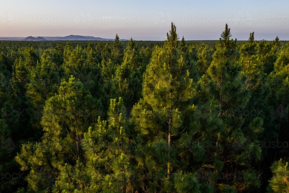 Aerial image of a pine tree plantation forest - Australian Stock Image