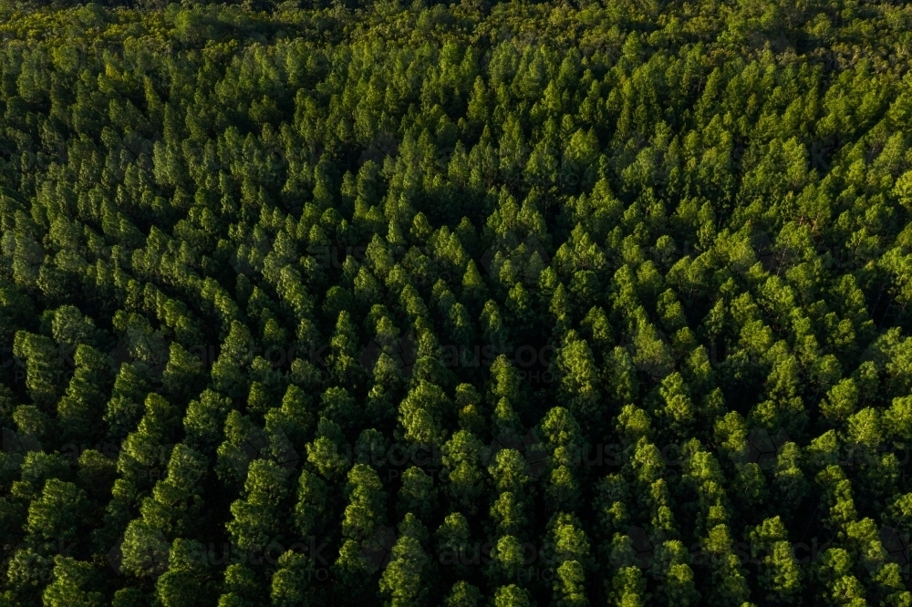 Aerial image of a pine tree plantation forest - Australian Stock Image