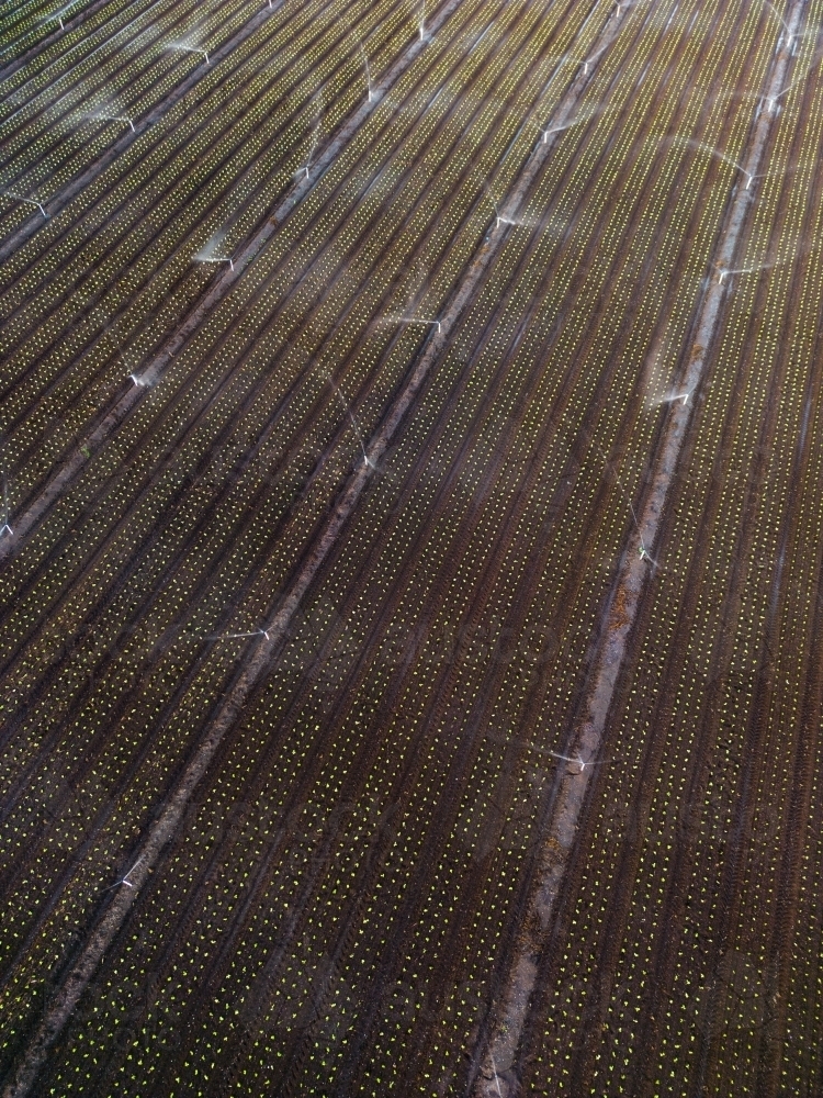 Aerial image of the rich brown earth in the agricultural area of Gatton, Queensland - Australian Stock Image