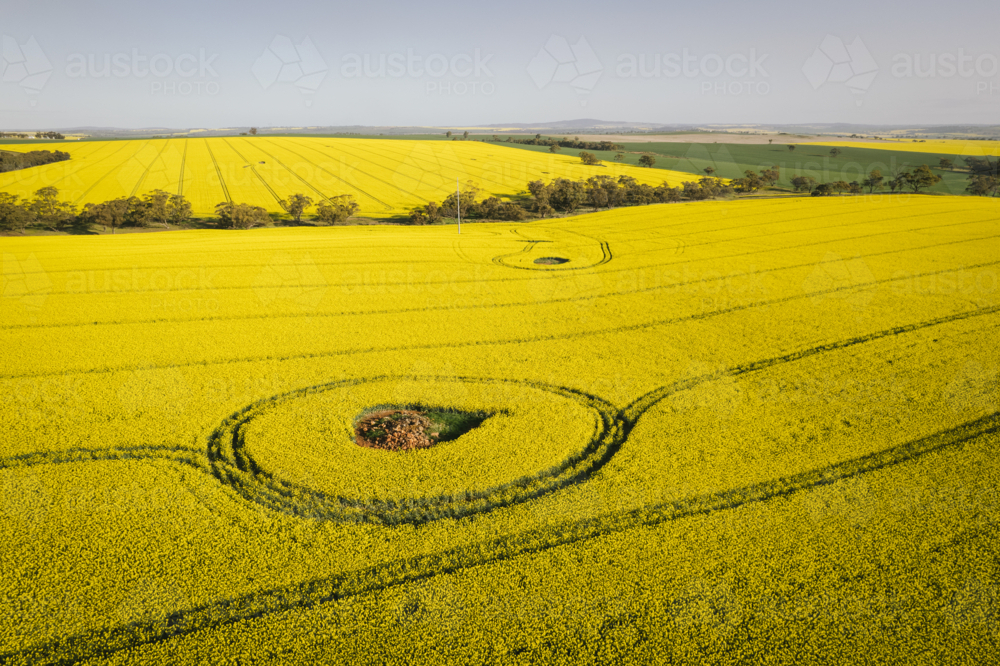 Aerial of canola in full flower in the Avon Valley of Western Australia - Australian Stock Image