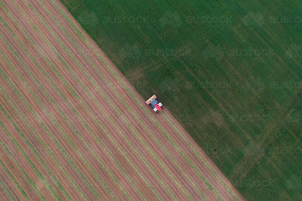 Aerial of hay cutter cutting oat crop into windrows - Australian Stock Image