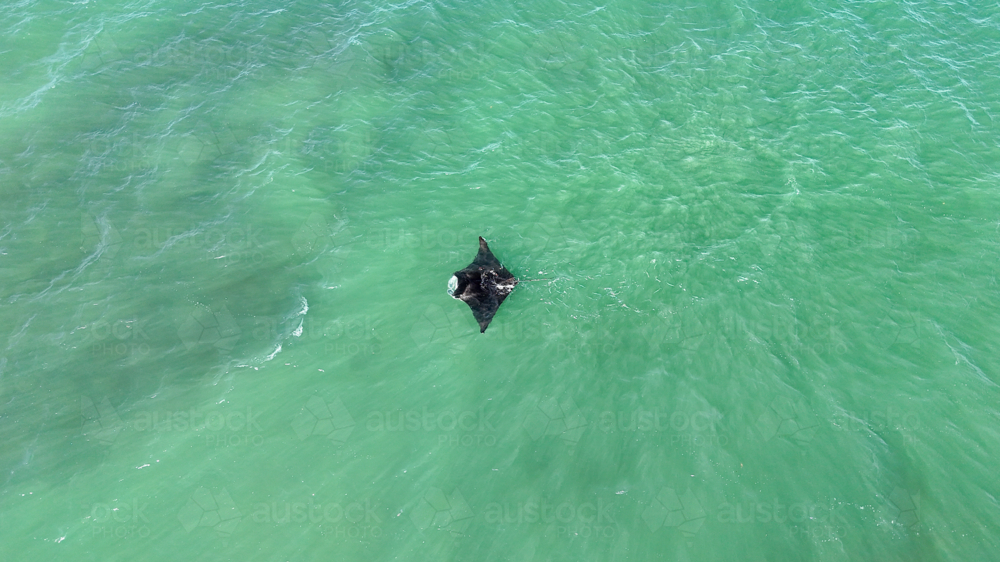 Aerial of Manta Ray swimming at the oceans surface - Australian Stock Image