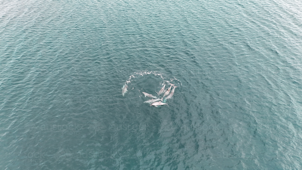Aerial of pod of dolphins circling at the waters surface - Australian Stock Image