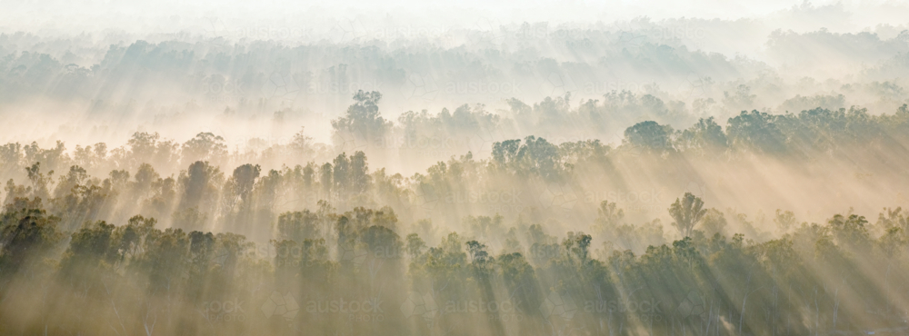 Aerial panorama of rays of dawn sunshine cutting through fog over a forest of gum trees at Moama - Australian Stock Image