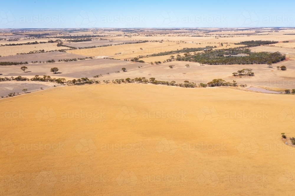 aerial photo of farmland with golden ripe cereal crop in foreground - Australian Stock Image