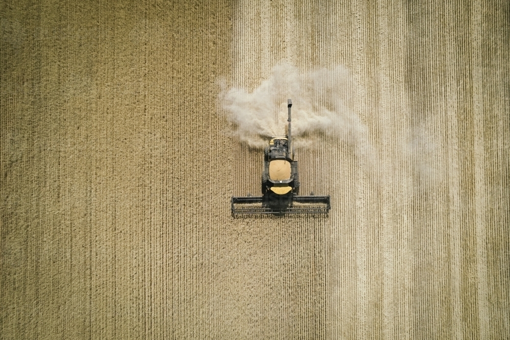 Aerial photo of harvester harvesting cereal crop in the Wheatbelt of Western Australia - Australian Stock Image