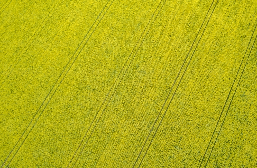 aerial shot of a big yellow field - Australian Stock Image