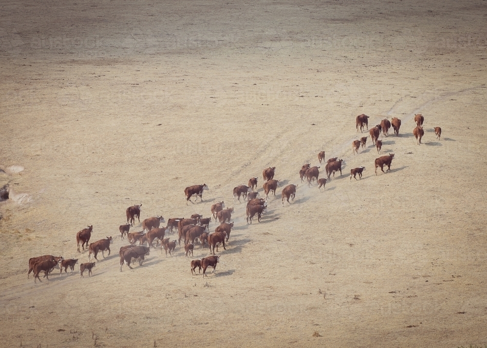Aerial shot of cattle herd walking over dirt ground - Australian Stock Image
