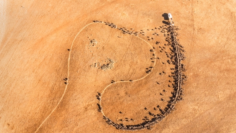 Aerial shot of trail feeding sheep in drought - Australian Stock Image