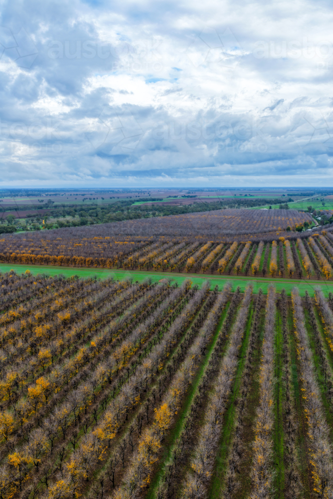 Aerial vertical view of orderly rows of pecan trees in a productive orchard at Biniguy, NSW. - Australian Stock Image
