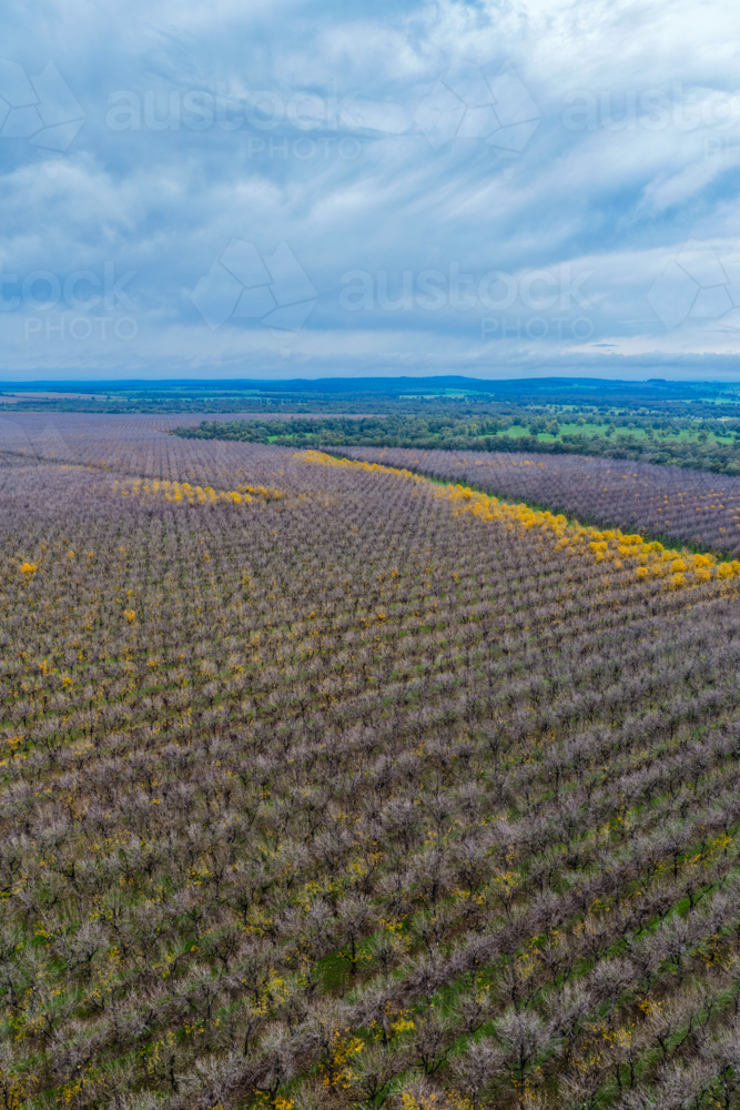 Aerial vertical view of orderly rows of pecan trees in a productive orchard at Biniguy, NSW. - Australian Stock Image
