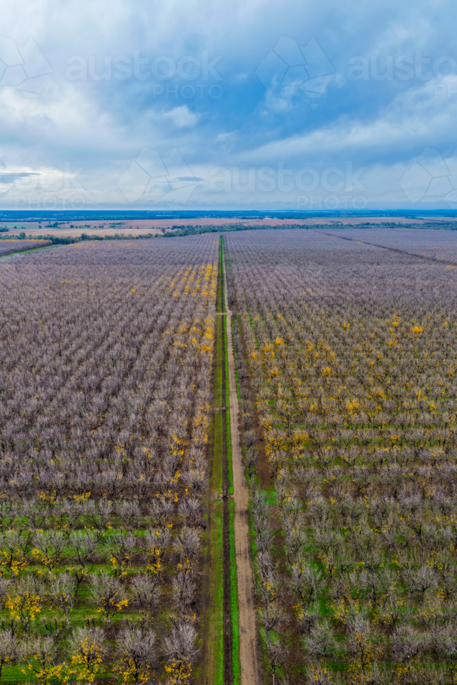 Aerial vertical view of orderly rows of pecan trees in a productive orchard at Biniguy, NSW. - Australian Stock Image