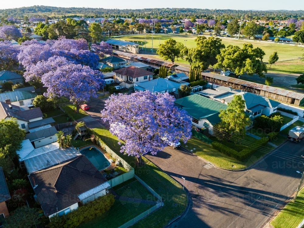 Aerial view down street lined with purple flowering jacaranda trees - Australian Stock Image