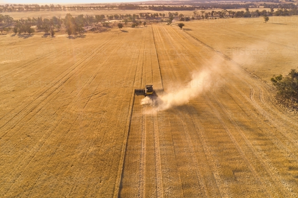 Aerial view following a header harvesting a crop of barley in the late afternoon sunlight. - Australian Stock Image