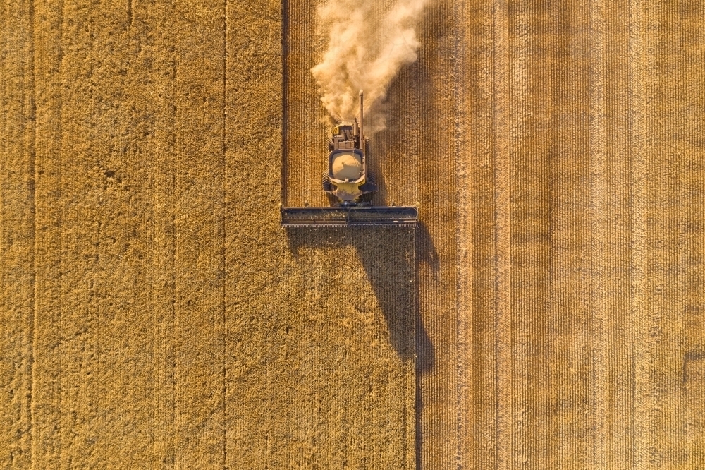 Aerial view looking down on a header harvesting a barley crop in the late afternoon - Australian Stock Image