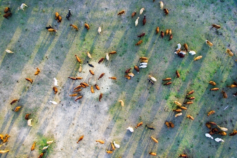 Aerial view looking down on cattle milling around a hay feeder - Australian Stock Image