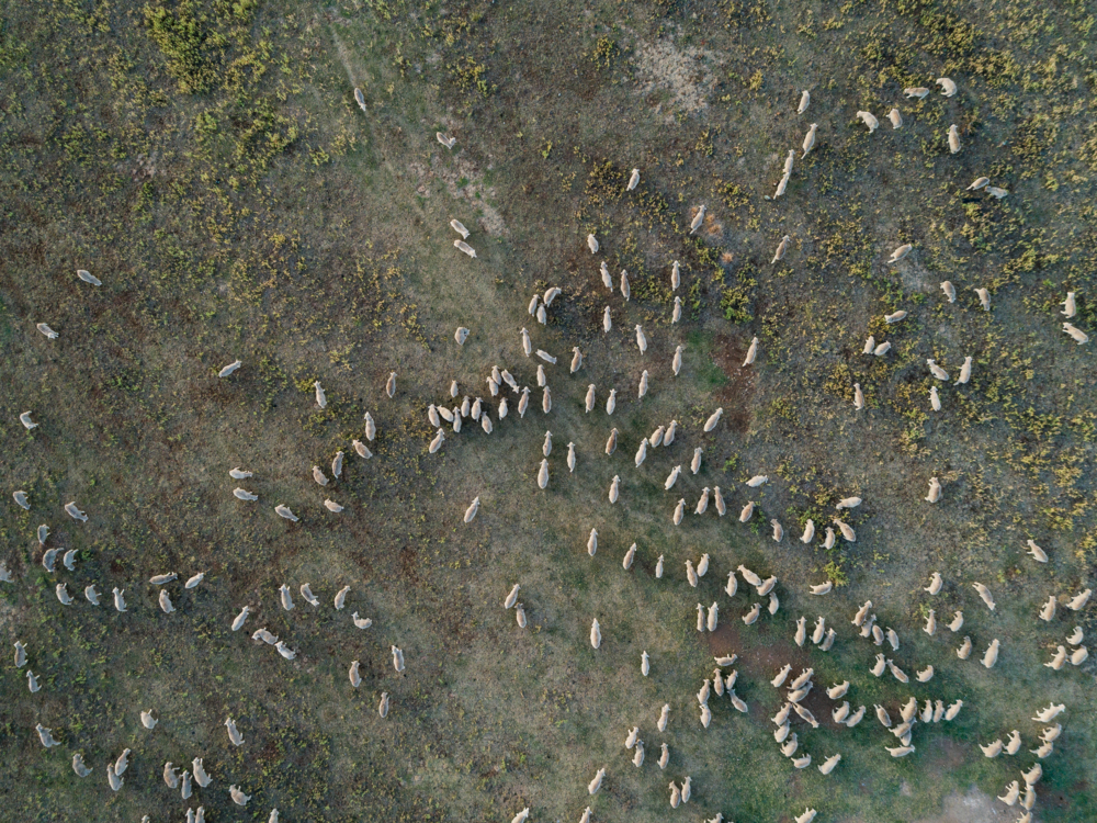 Aerial view looking down on sheep mob in dry paddock in Australia - Australian Stock Image