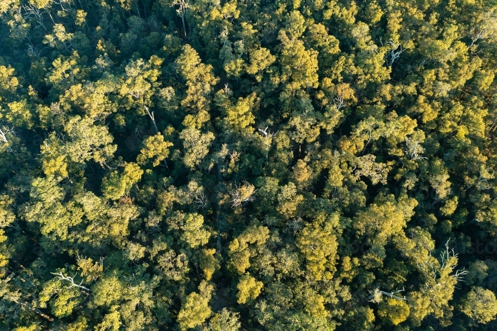 aerial view looking down on trees in forest - Australian Stock Image