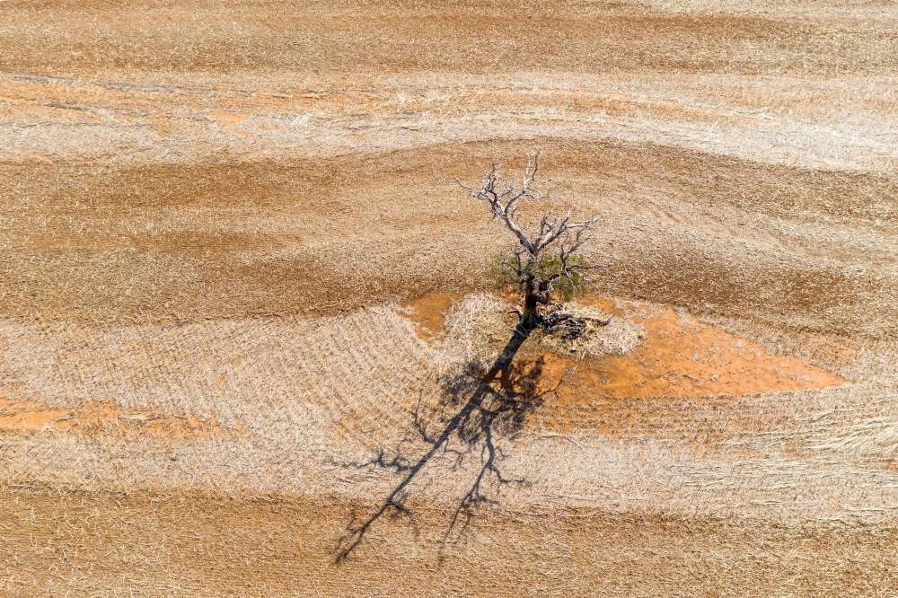 Aerial view of a a single tree in a paddock with ploughed lines around it - Australian Stock Image