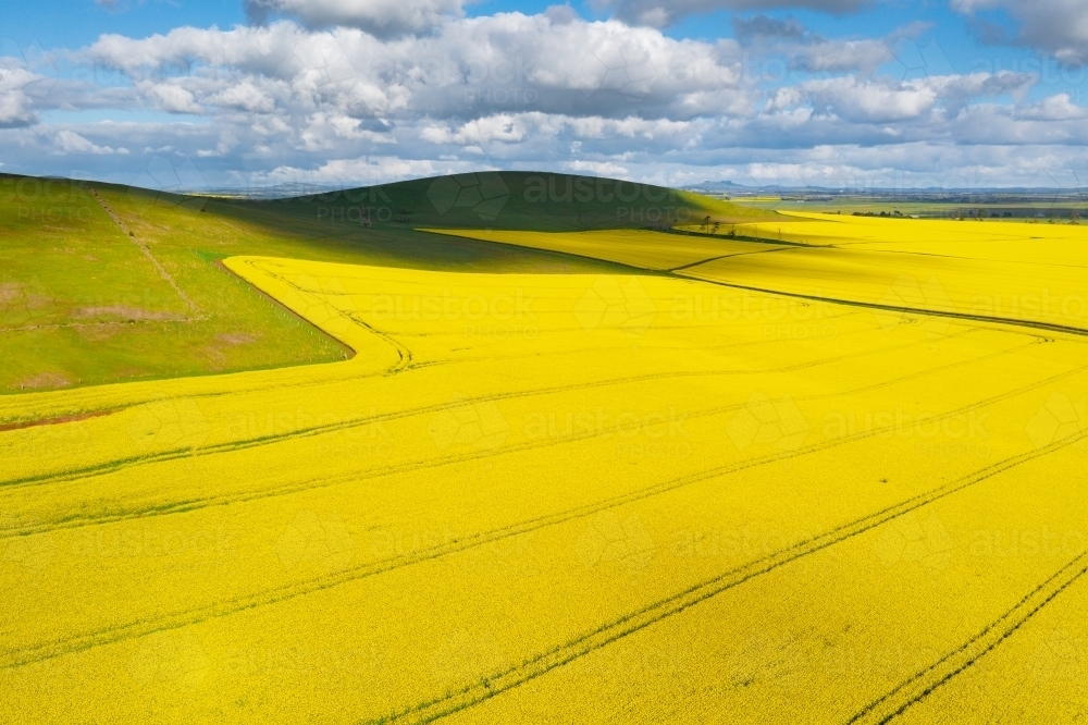 Aerial view of a bright yellow crop of canola on a sloping hillside - Australian Stock Image