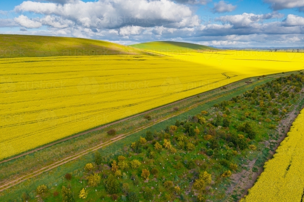 Image of Aerial view of a bright yellow crop of canola on a sloping
