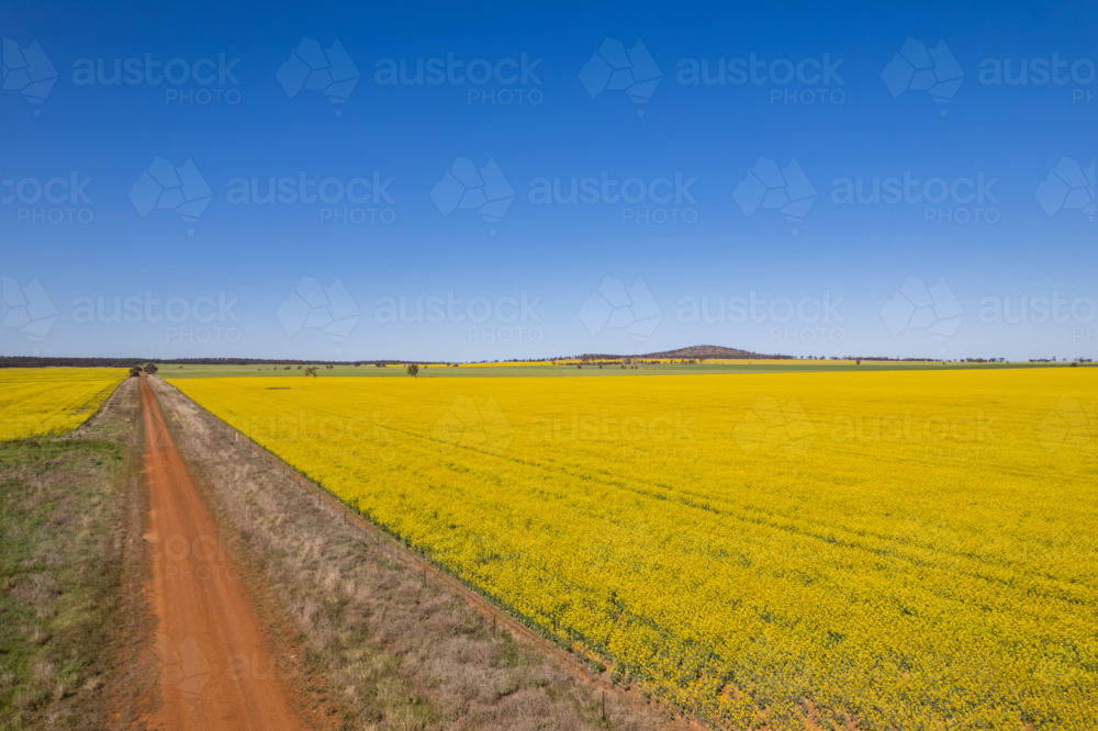 Aerial view of a canola field with yellow flowers in bloom - Australian Stock Image