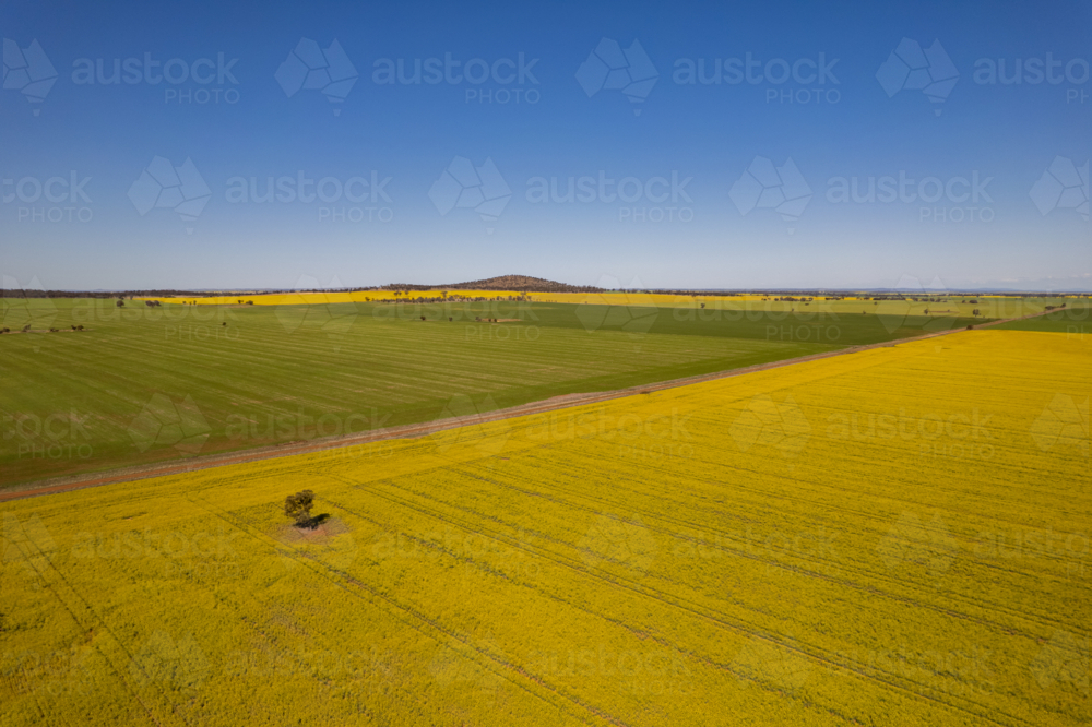 Aerial view of a canola field with yellow flowers in bloom - Australian Stock Image