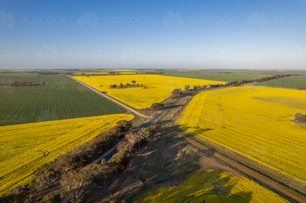 Aerial view of a canola field with yellow flowers in bloom - Australian Stock Image