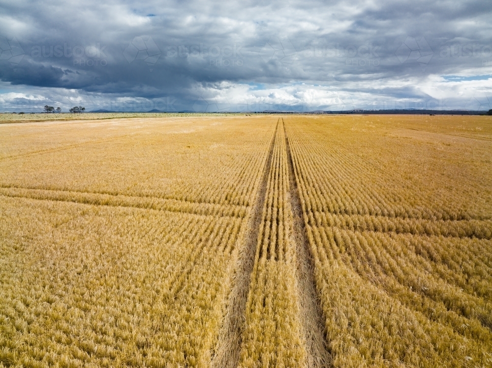 Aerial view of a crisscross patterns in a grain crop under an overcast sky - Australian Stock Image