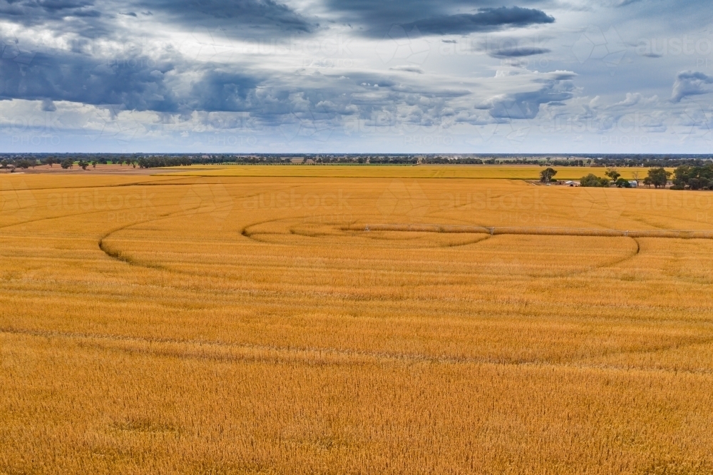 Aerial view of a crop of dried corn with circular rings and an irrigation sprinkler - Australian Stock Image