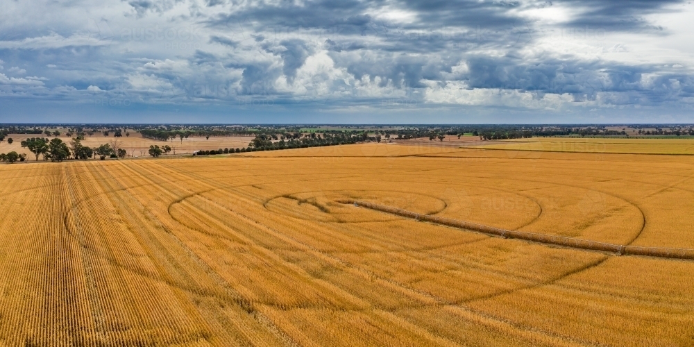 Aerial view of a crop of dried corn with circular rings and an irrigation sprinkler - Australian Stock Image