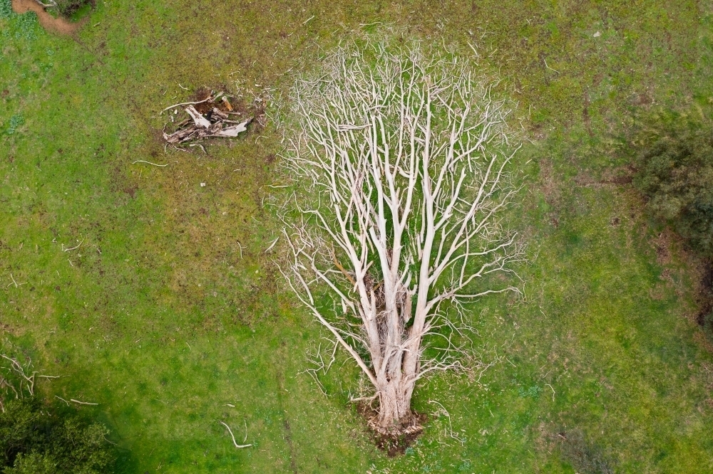 Aerial view of a dead tree lying in a green grassy paddock - Australian Stock Image
