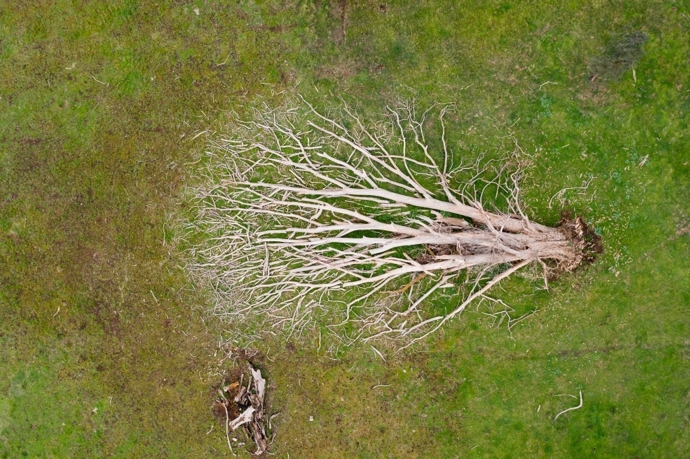 Image of Aerial view of a dead tree lying in a green grassy paddock ...